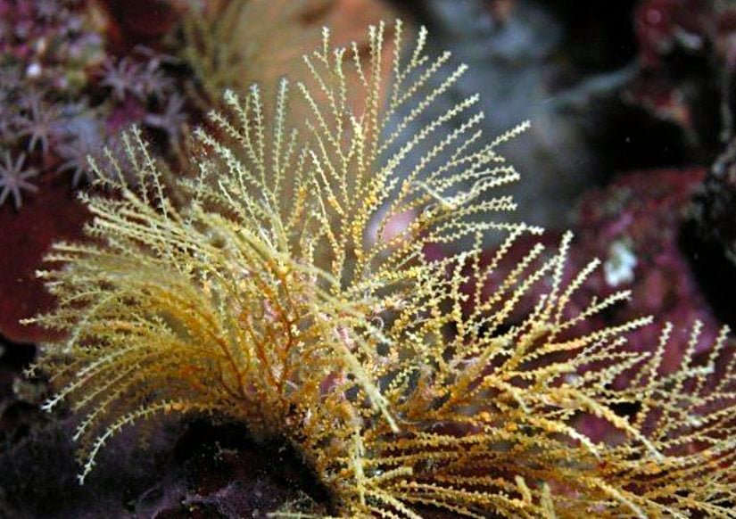Plumatella punctata türü bir Bryozoa (Yosunsu Hayvancıklar) üyesi.