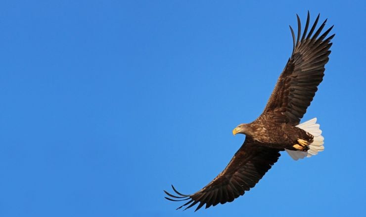 Ak Kuyruklu Kartal (Haliaeetus albicilla)