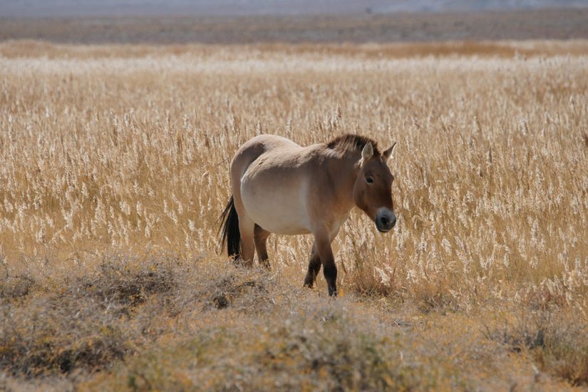 Przewalski Atı (Takhi).