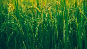 Humic Acid And Gypsum Coapplication Boosts Rice Yields And Soil Health