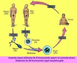 Eşeyli üremelerde Mayoz bölünmenin ilk evresinde homolog kromozom (genetik çeşitlilik) nasıl oluşuyor?