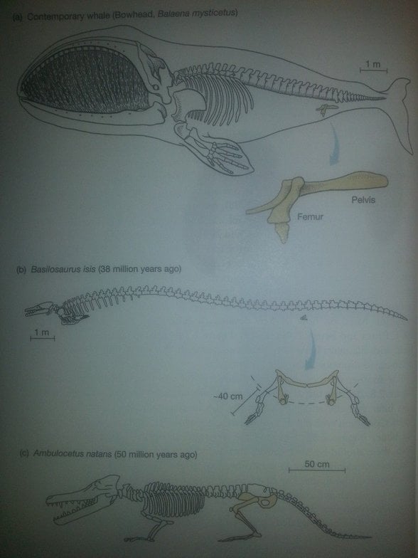 J. C. Herron, et al. (2013). Evolutionary Analysis. ISBN: 978-0321616678. Yayınevi: Pearson.