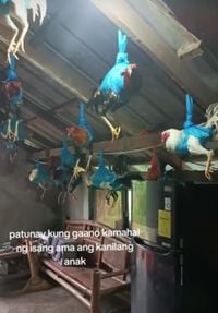 Typhoon survival: Family from Philippino uses fabric holders to protect chickens