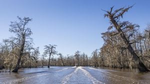 Louisiana Launches Restoration Project For Maurepas Swamp