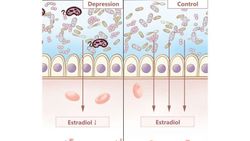 Menopoz Öncesi Depresyonlu Kadınlarda Bağırsak Mikrobiyotasının Östradiol Seviyelerine ve Depresyon Üzerindeki Etkisi