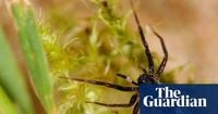 ‘White-knuckled wolf spider’ thought lost is rediscovered on Isle of Wight