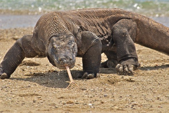 Komodo Ejderi