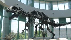 Acrocanthosaurus atokensis