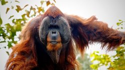 İnsangiller (Hominidae)