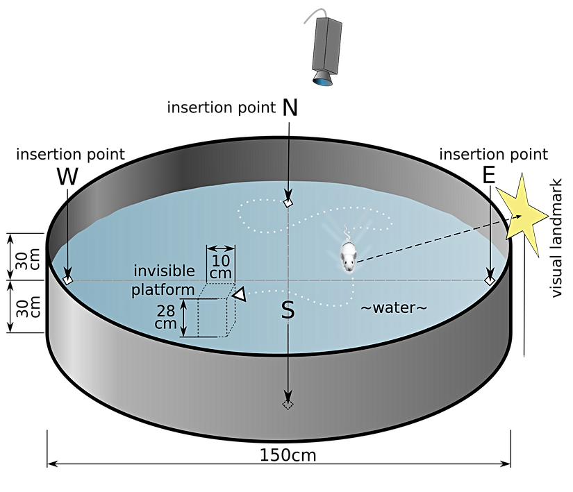 Morris Su Labirenti. Bu düzenekte deney hayvanı su seviyesinin hemen altında yer alan bir platformun yerini bularak sudan kurtulmayı öğrenir.