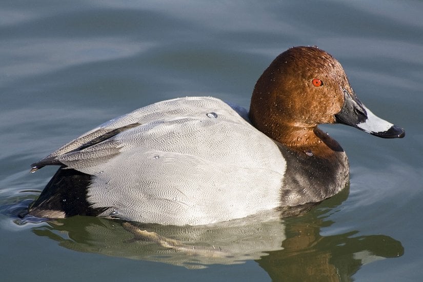 Elmabaş patka (Aythya ferina)