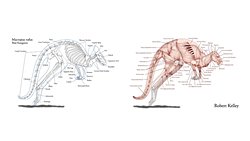 Keseliler (Metatheria)