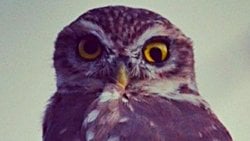 Kukumav (Athene noctua)