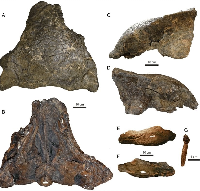 Bir anlilozor kafatasının,(A) üstten, (B) alttan, (C) sol yandan ve (D) sağ yandan görünüşü. Kafatası, özellikle üst ve sol yan yüzeylerden oldukça iyi korunmuş durumda. Sağ yan yüzey biraz içe çökmüş ve ön taraftaki gaga kısmı eksik. Sol alt çene (E) dıştan ve (F) içten görünüşte gösterilmiş. (G) ise çene kemiğine ait bir dişin dıştan görünüşü.
