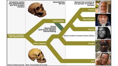 Biz Modern İnsanlar, Neandertaller ve Denisovalılar, Dördüncü ve Henüz Bilinmeyen Bir Diğer İnsan Türüyle de Çiftleştiler!