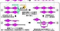 九大、ゲノム上で遺伝子を高度に増幅する新技術BITRExを開発 - 日本経済新聞
