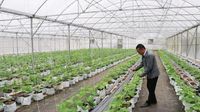 Bắc Ninh: Đẩy mạnh sản xuất nông nghiệp an toàn, mở rộng thị trường xuất khẩu