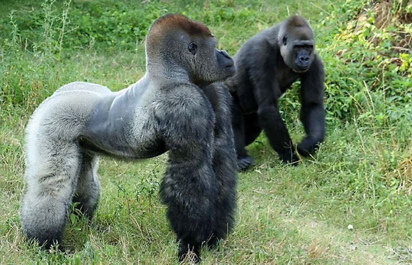 Gorilla beringei graueri