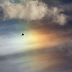 Bird Sun Dog