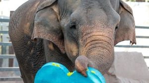Phoenix Zoo Euthanizes Last Elephant Indu At 59