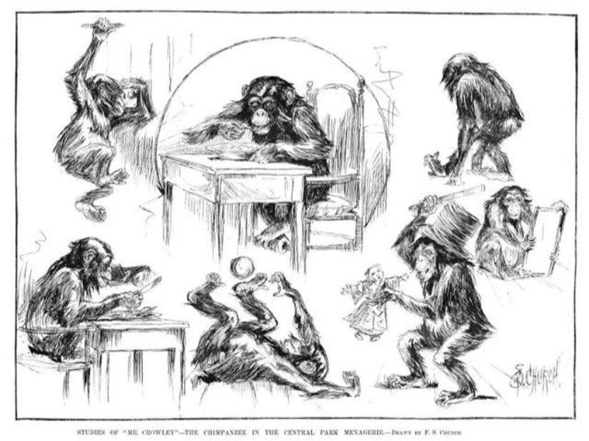 Menagerie Parkındaki Şempanze - Frederick Stuart Church ( The Chimpanzee in the Central Park Menagerie)