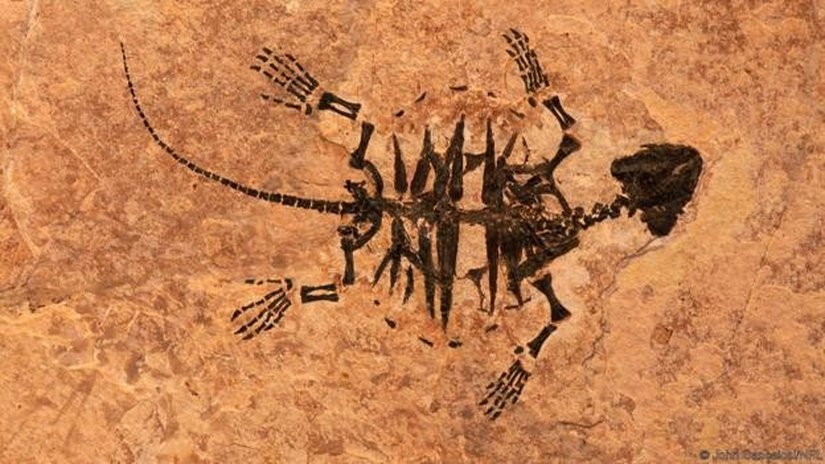 On milyonlarca yıl yaşında, fosilleşmiş bir kaplumbağa