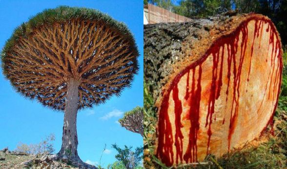 Ejder Kanı Ağacı (Dracaena cinnabari)