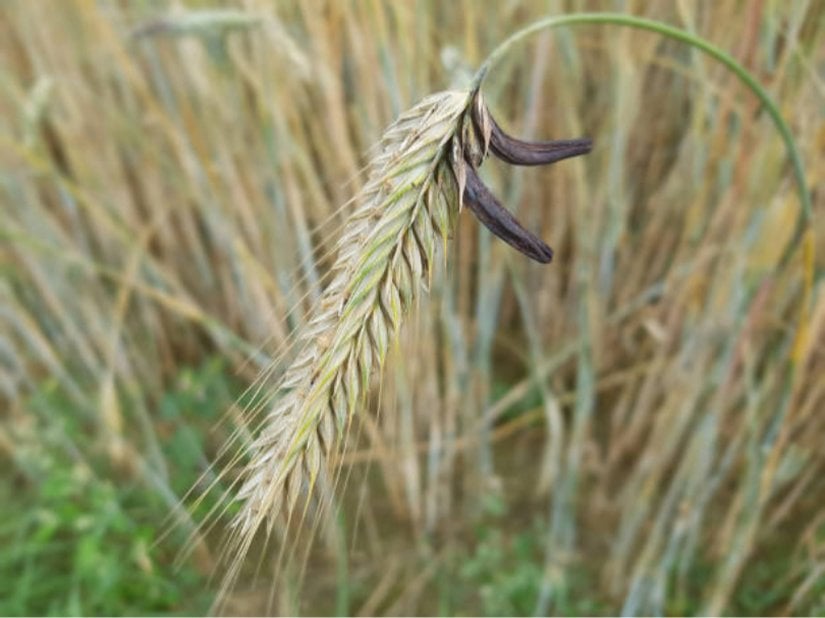 Ergot mantarı (Claviceps purpurea)