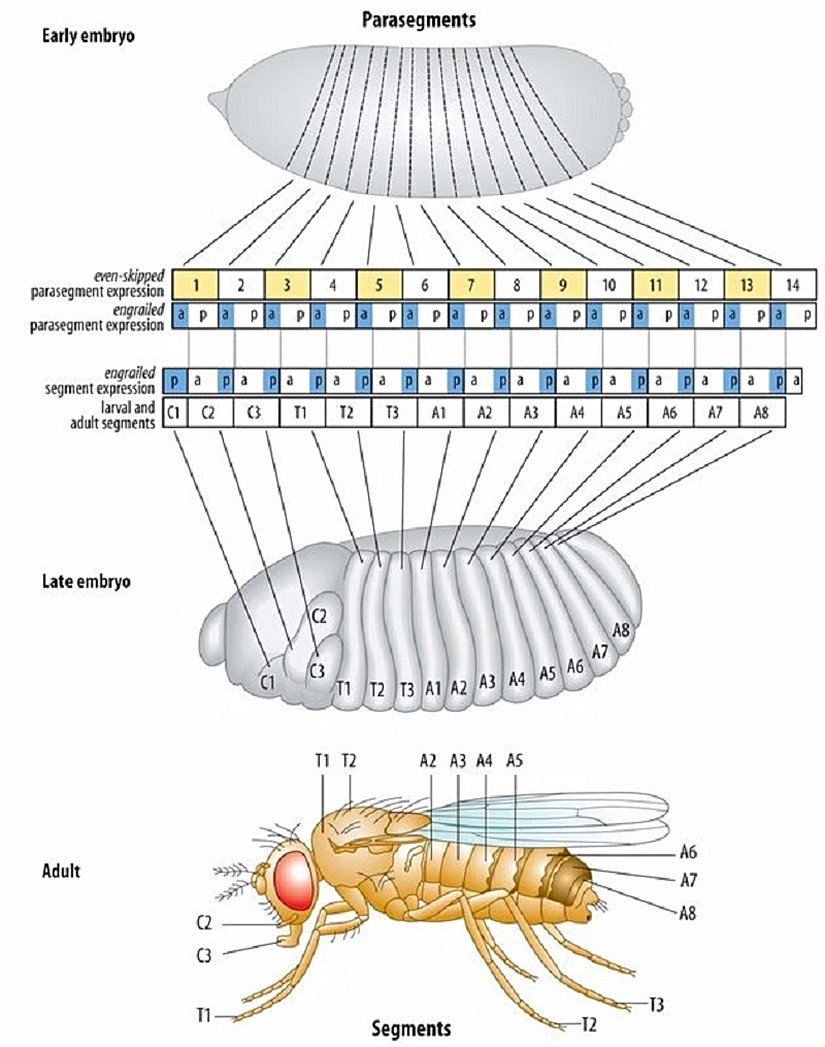 Sinek embriyosunda etkili olan bölümlendirme mekanizması