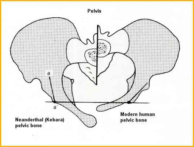 Pelvis farkının daha ayrıntılı bir görseli.