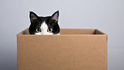 Kediler ve Kutular: Kediler, Kutuları Neden Bu Kadar Çok Seviyor?