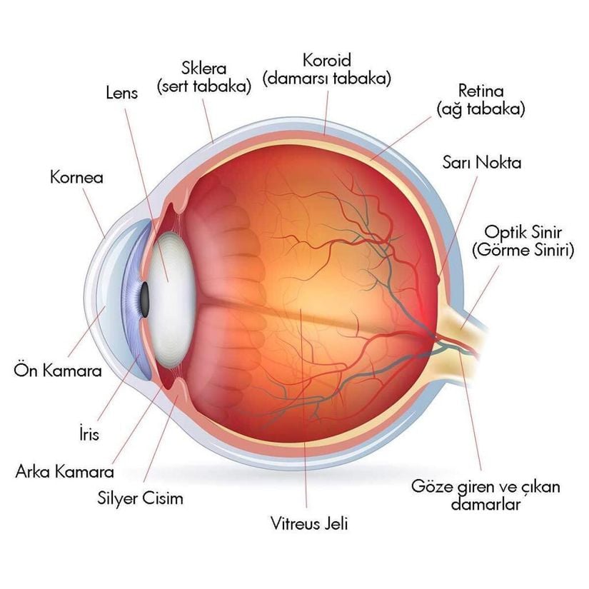Göz Anatomisi