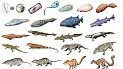 Yaşamın Başlangıcı ve İlk Evrimsel Süreç: Bilimsel Kanıtlarla Desteklenmiş Bir İnceleme