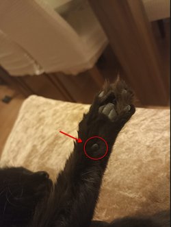 Kedilerin patilerinin biraz daha yukarısında bulunan yumuşak doku nedir, ne işe yarar?