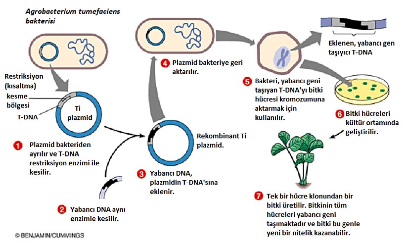 Görsel 2. Bitkiye Gen Aktarımının Şematik Gösterimi (Kaynağından Türkçeleştirilmiştir)