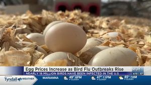 Egg Prices Hit Record High Due To Bird Flu Crisis