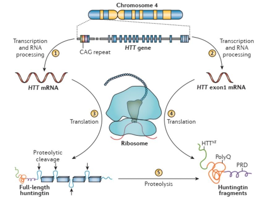 Huntingtin yapısı ve dönüşümleri. HTT'nin ekspresyonu, normalde tam uzunluktaki Huntingtin proteinini (etiket 1) kodlayan bir mRNA'ya işlenen bir başlangıç ​​RNA transkripti oluşturur, ancak gen genişletilmiş bir CAG tekrarı içerir (etiket 2). Tam uzunlukta Huntingtin proteini (etiket 3) veya HTT ekson1 proteinini (etiket 4) oluşturulur. HTT ekson 1 fragmenti, 17 amino asit karışık sekanslı HTTNT, CAG tekrarı tarafından kodlanan poliglutamin (poliQ) sekansı ve prolin bakımından zengin bir alan (PRD) içerir. Tam uzunluktaki Huntingtin proteini, bu ekson 1 sekansını takiben bir dizi düzenli (kutular) ve düzensiz (döngüler) protein segmentlerinden oluşur. Düzensiz bölümlerde yer alan tanıma dizilerinin aracılık ettiği proteolitik klevaj (etiket 5; oklarla gösterilen kesilme yerleri), HTT ekson 1 benzeri parçalar dahil olmak üzere bir dizi ürün oluşturur. Genişletilmiş polyQ segmentleri içeren bu tür fragmentler, Huntington hastalığını henüz aydınlatılmamış moleküler mekanizmalarla tetiklemede önemli rollere sahiptir.