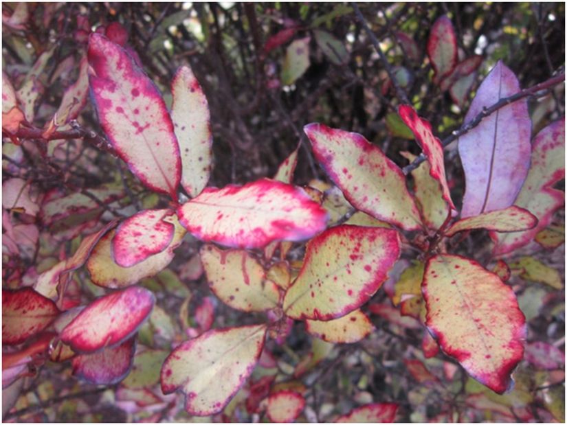 Horopito (Pseudowintera colorata) Bitkisi