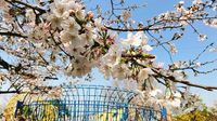 【葛飾区】区内の桜開花状況は？　1日遊べるお子様連れに人気のお花見公園、現在の様子（momo） - エキスパート - Yahoo!ニュース