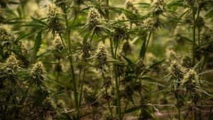 Nebraska Medical Marijuana Law Faces Legal Challenge After Ballot Success