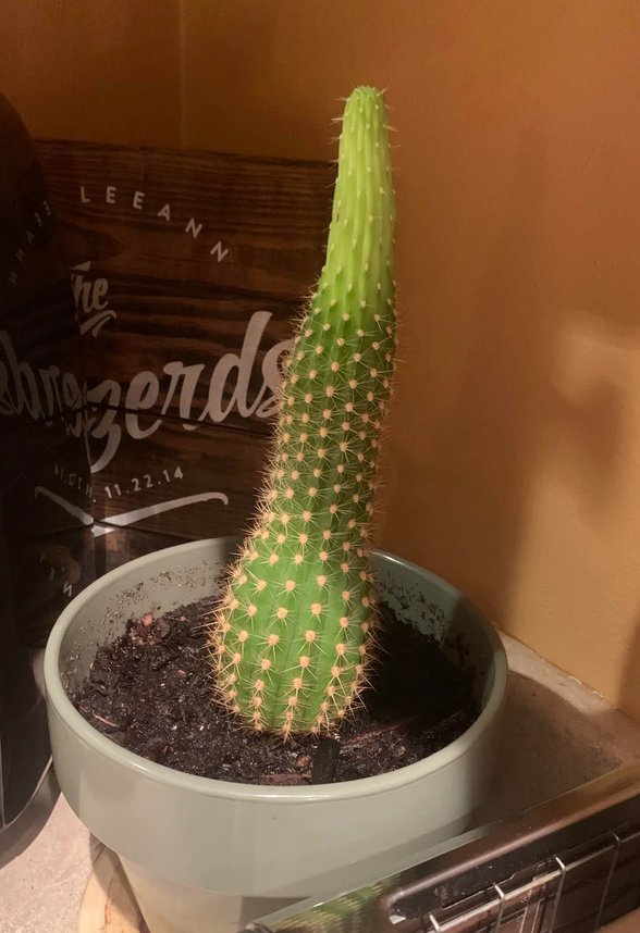 Burada yukarıda bahsettiğim kaktüs formunun bozulmasını görebilirsiniz. Kaktüsün aşağı kısmı normal ve olması gerektiği kalınlıkta, yukarısı ise çok daha ince. Muhtemelen yeterli güneş ışığı alan bir yerden çok daha az ışık alan yere konmuş ve bitki bu engeli aşamadığı için az ışıklı yere adapte olmaya çalışıyor.