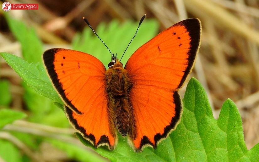 Osmanlı ateşi  (Lycaena ottomanus) erkek birey kanat üstü görünümü.