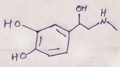 Adrenalin (Epinefrin) ve Noradrenalin (Norepinefrin) Nedir? Aralarında Nasıl Bir İlişki Vardır?
