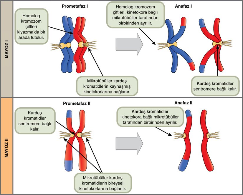 Prometafaz I'de mikrotübüller homolog kromozomların kaynaşmış kinetokorlarına bağlanır. Anafaz I'de homolog kromozomlar birbirinden ayrılır. Prometafaz II'de mikrotübüller kardeş kromatidlerin ayrı ayrı kinetokorlarına bağlanır. Anafaz II'de kardeş kromatidler ayrılır.