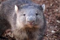 U.S. influencer picks up baby wombat in Australia, sparks outrage