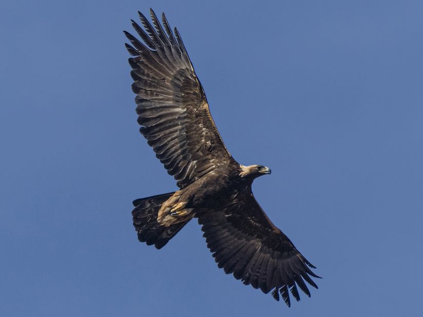 Bir kaya kartalı (Aquila chrysaetos) fotoğrafı.