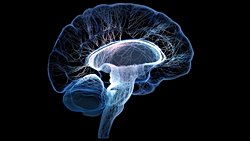 Şizofreni ve Beyin Yapısı Farklılıkları