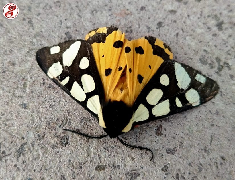 Yetişkin birey, Çanakkale/Ayvacık.