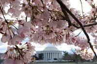 When and where to see D.C.'s iconic cherry blossoms