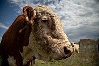 Only one restaurant in Texas sells lab-grown meat. Lawmakers banned it anyway.